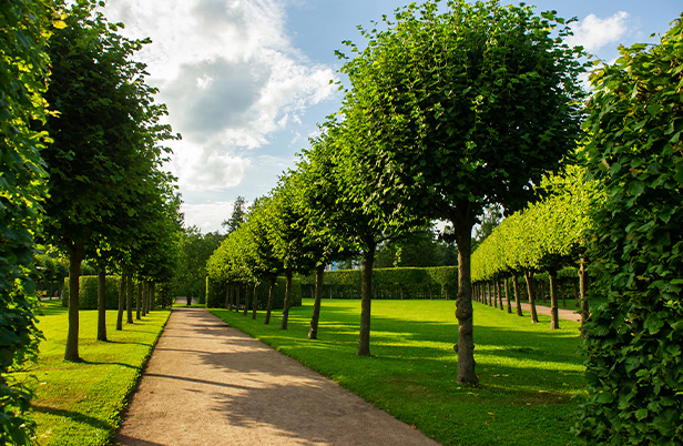 row of trimmed trees along a pathway with a clear sky and green fields showcasing sustainable landscape management techniques in nature