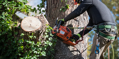 tree stump removal machine cutting through wood debris in a lush green setting highlights efficient 11 inch grinding abilities