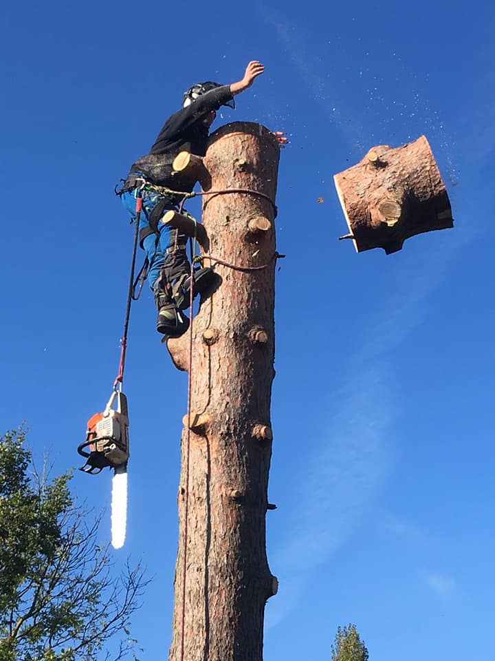 A man performing tree work