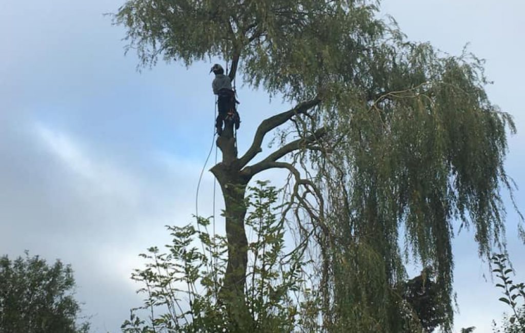 A person performing tree surgery