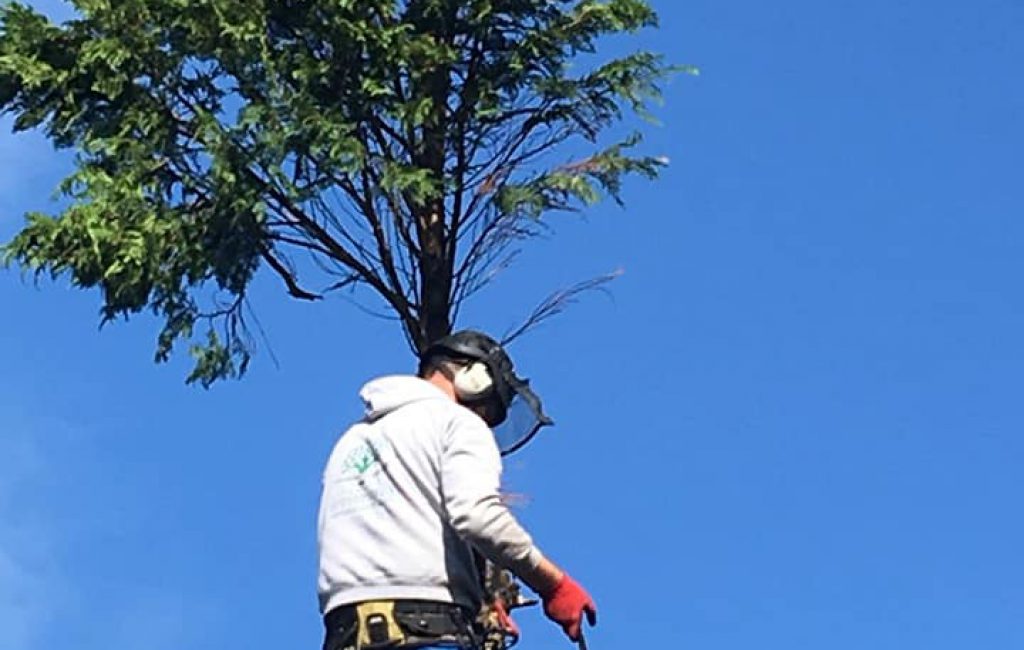 A man in a tree holding a saw