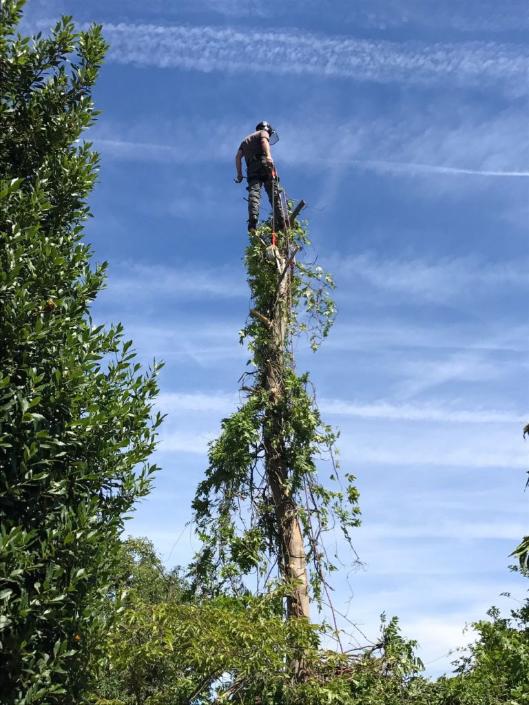 A man standing at the top of a tree