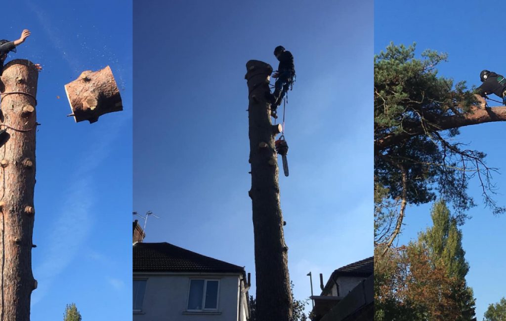 Collage of tree surgery